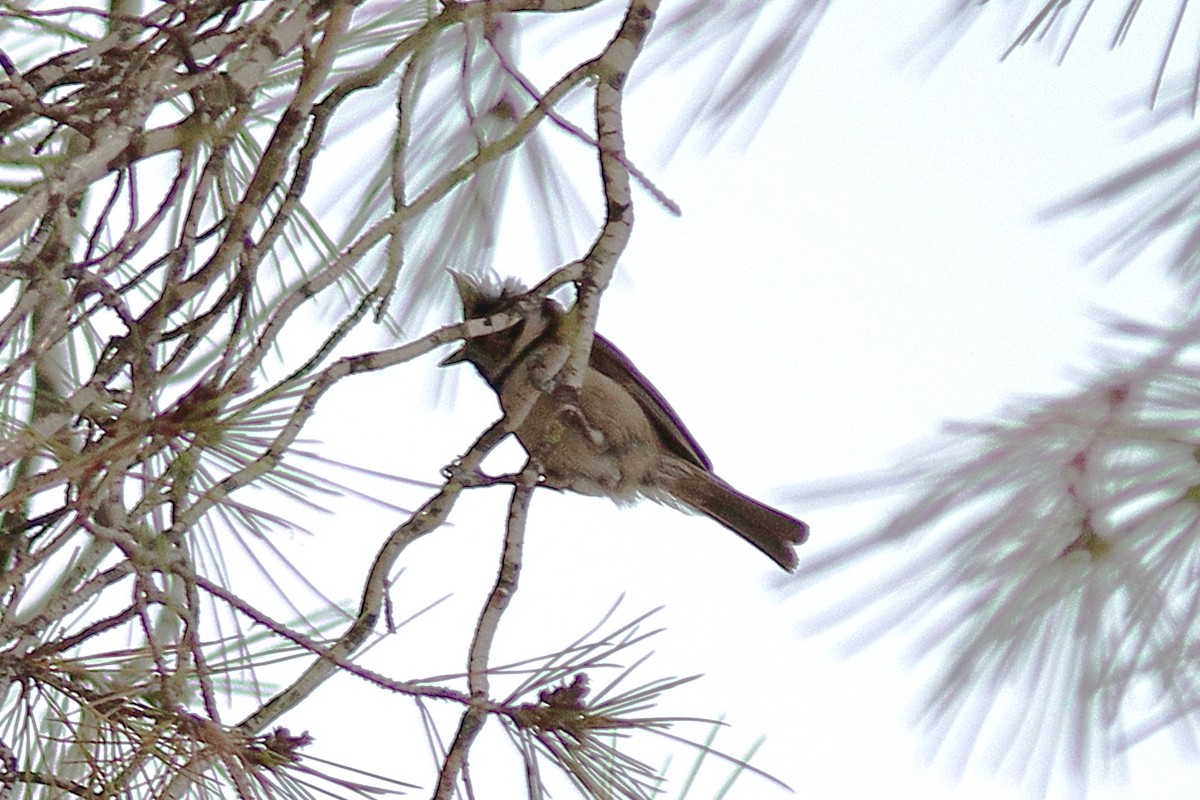 Crested Tit - ML620130284