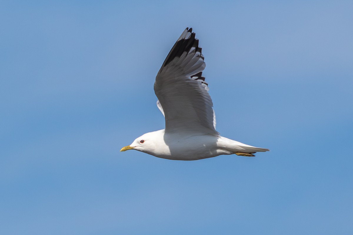 Common Gull (European) - ML620130307