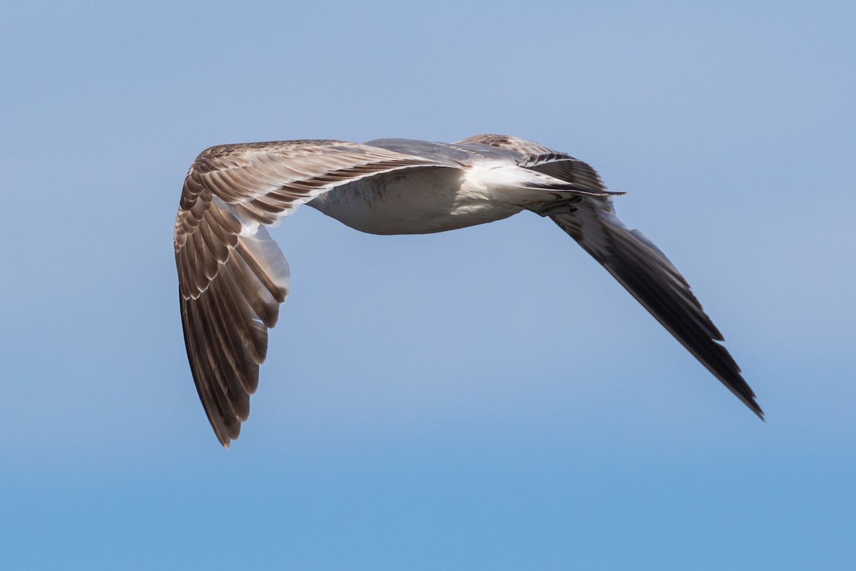 Common Gull (European) - ML620130312