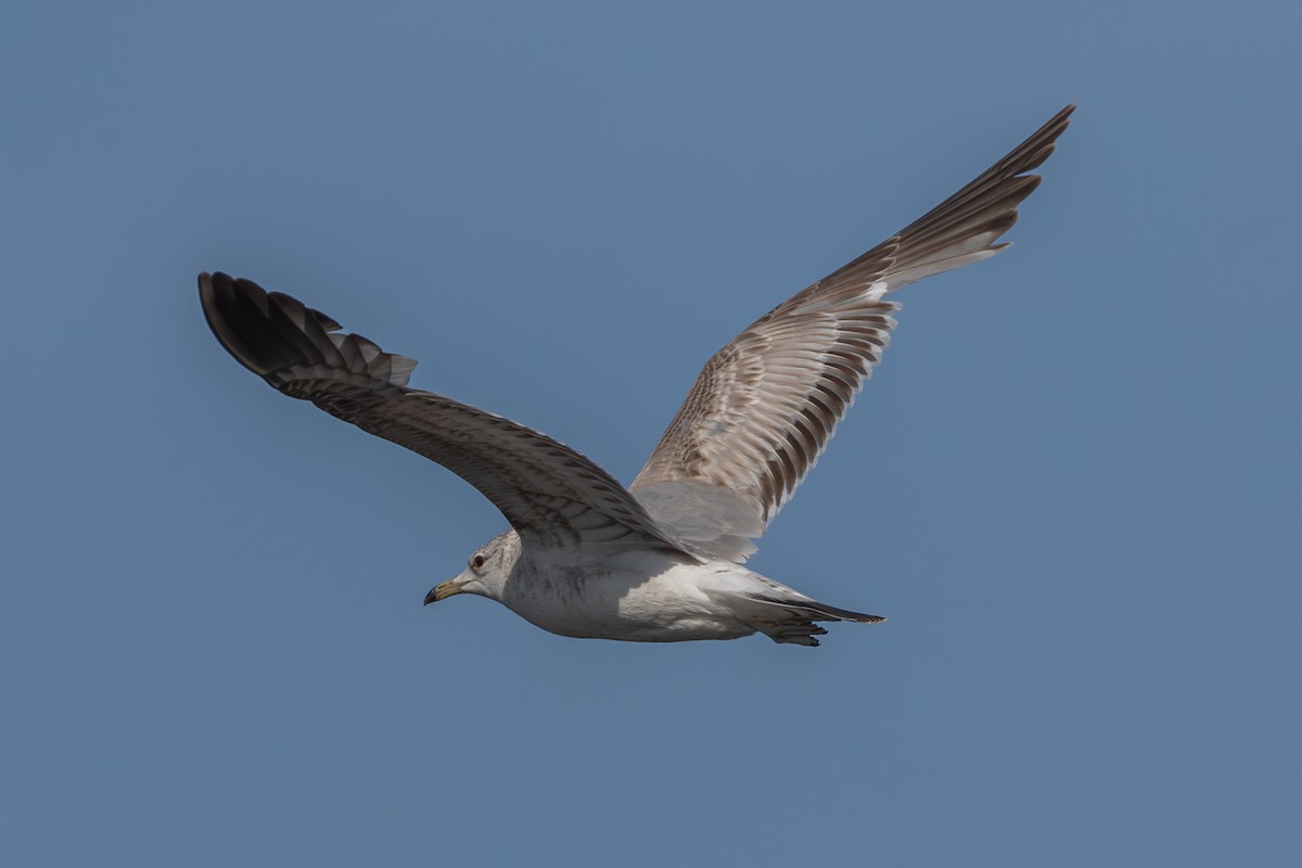 Common Gull (European) - ML620130314
