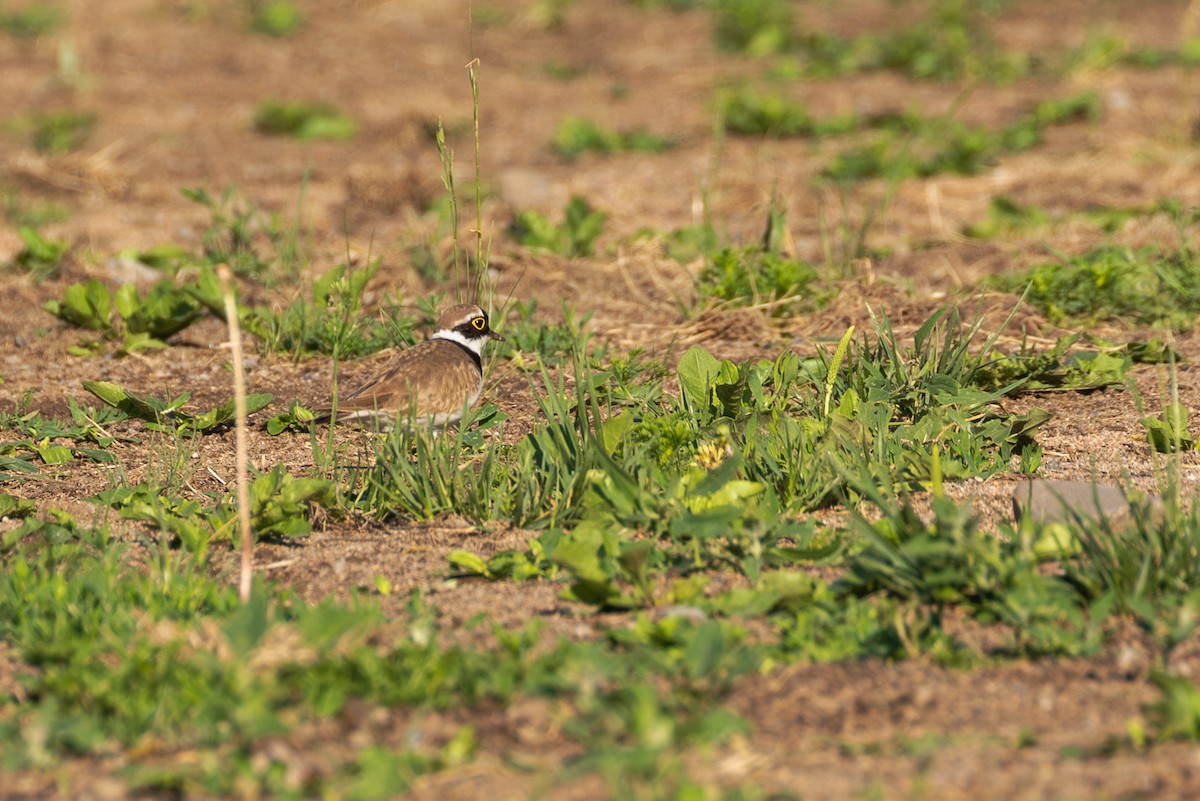 Little Ringed Plover - ML620130326