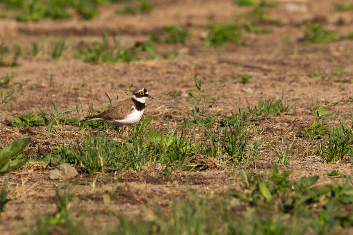 Little Ringed Plover - ML620130327