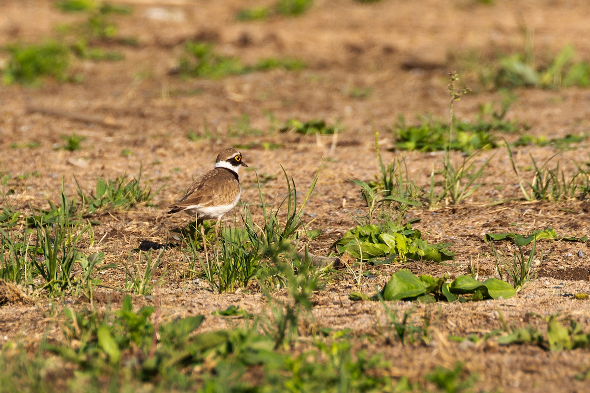 Little Ringed Plover - ML620130328