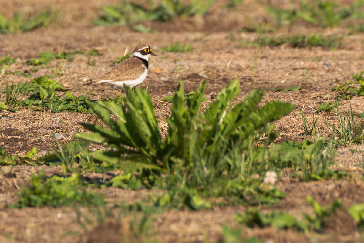 Little Ringed Plover - ML620130329