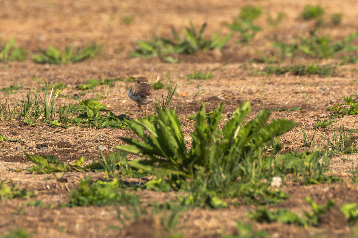 Little Ringed Plover - Mark Maddock