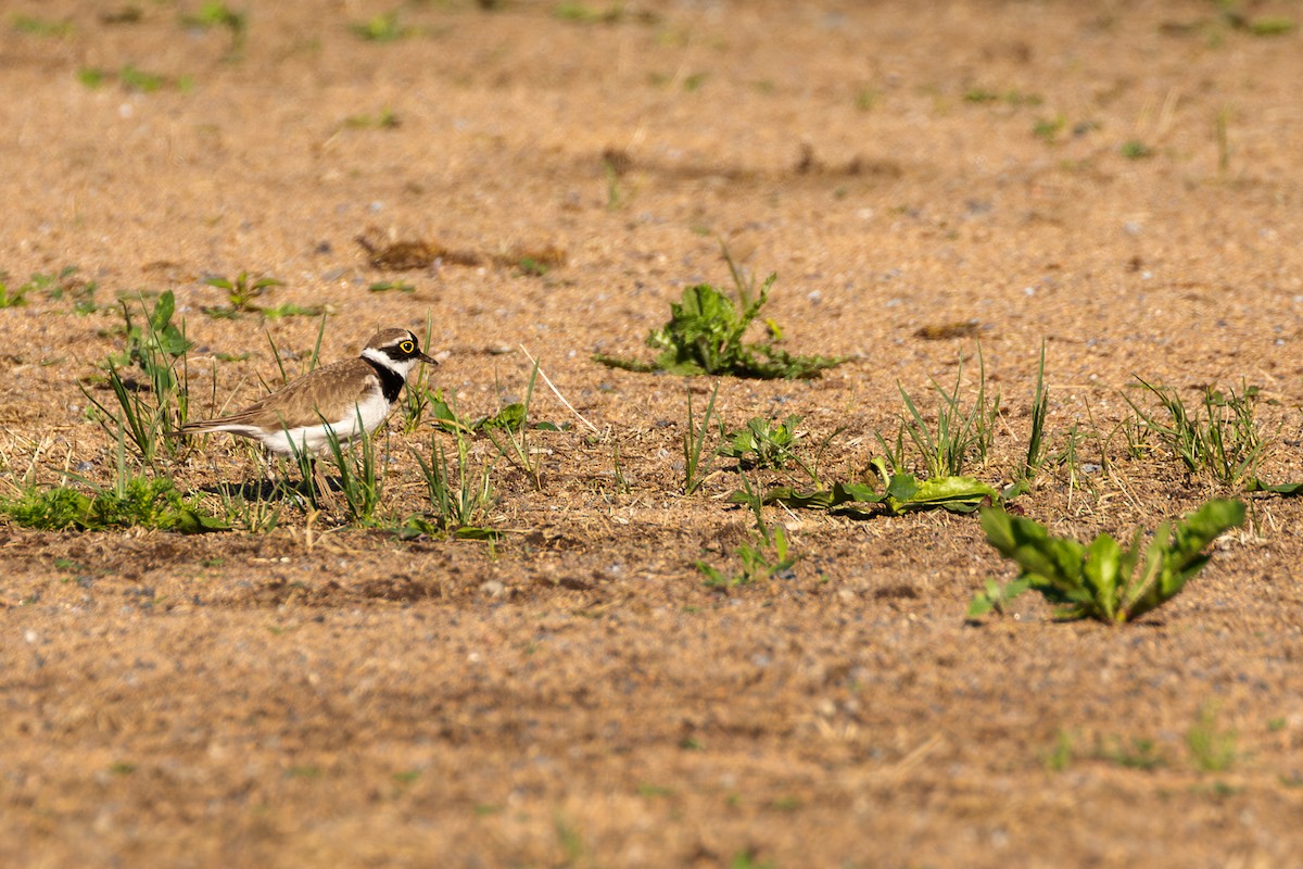 Little Ringed Plover - ML620130331