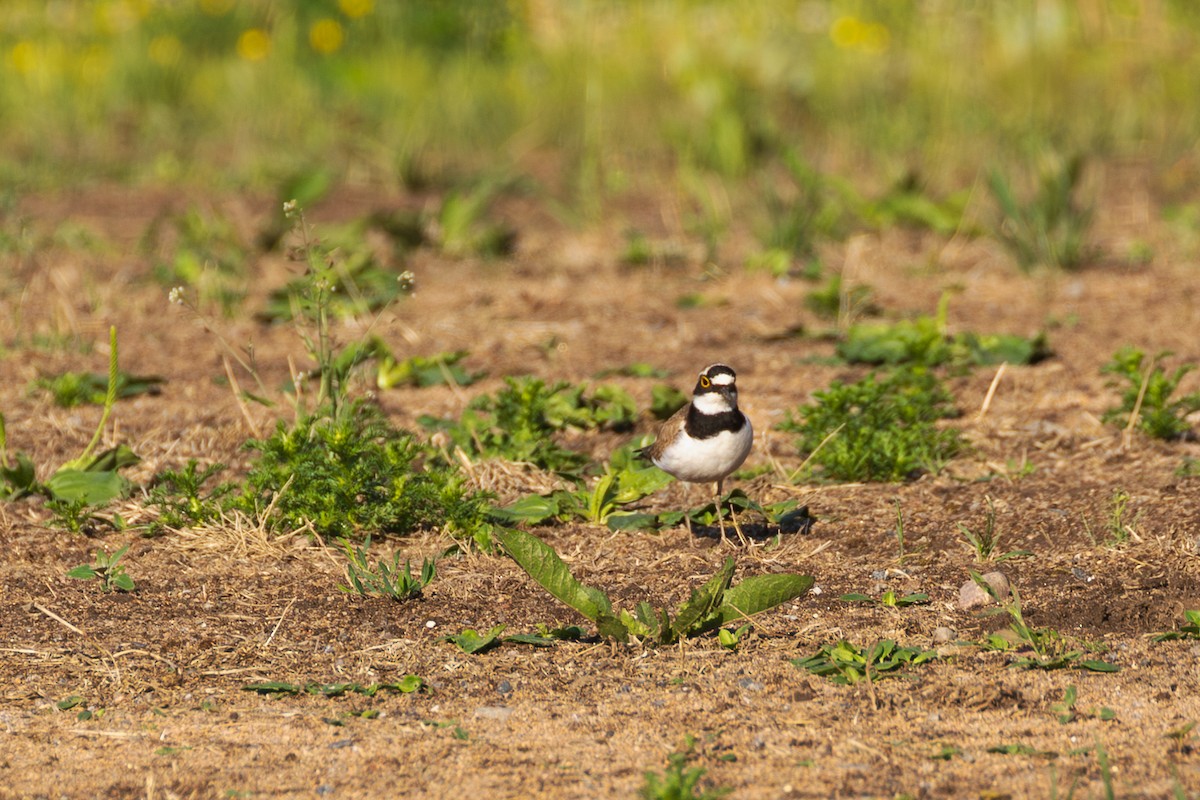 Little Ringed Plover - ML620130336