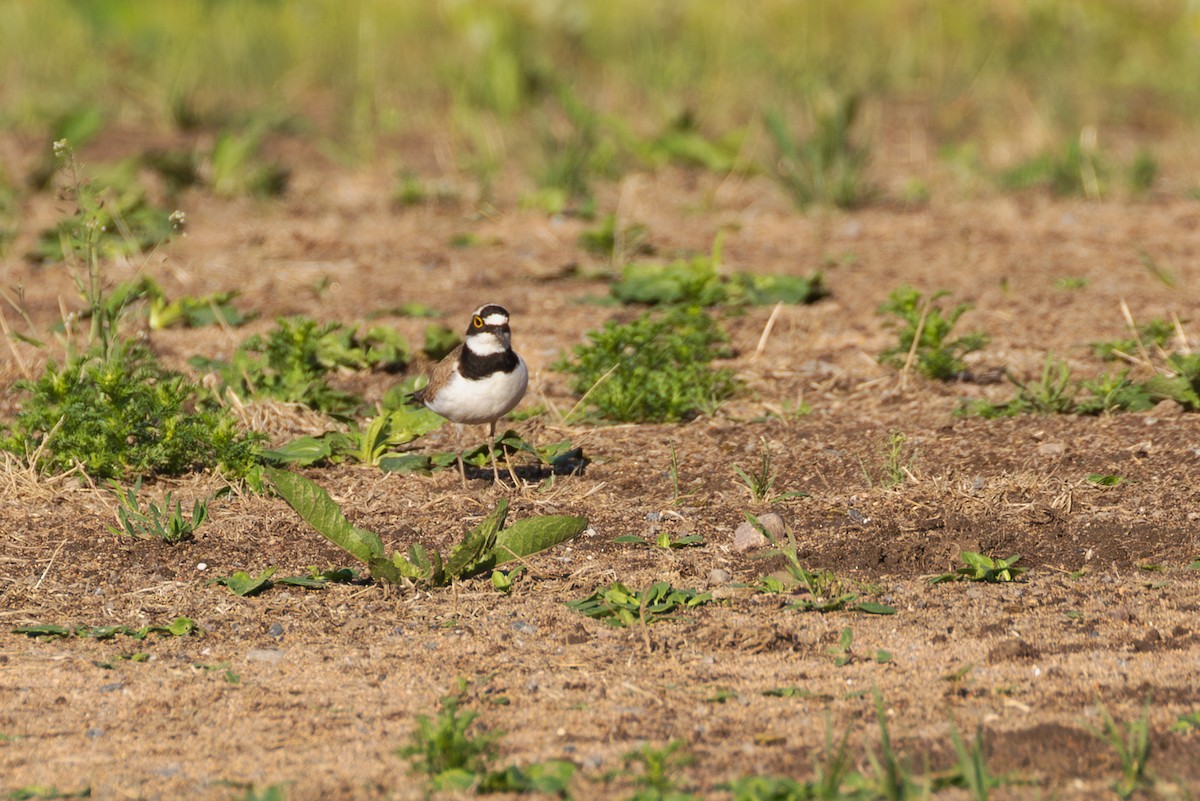 Little Ringed Plover - ML620130337