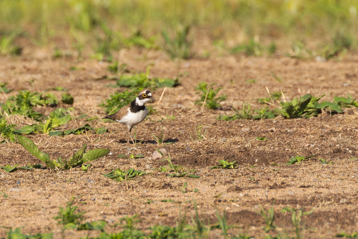 小環頸鴴 - ML620130338