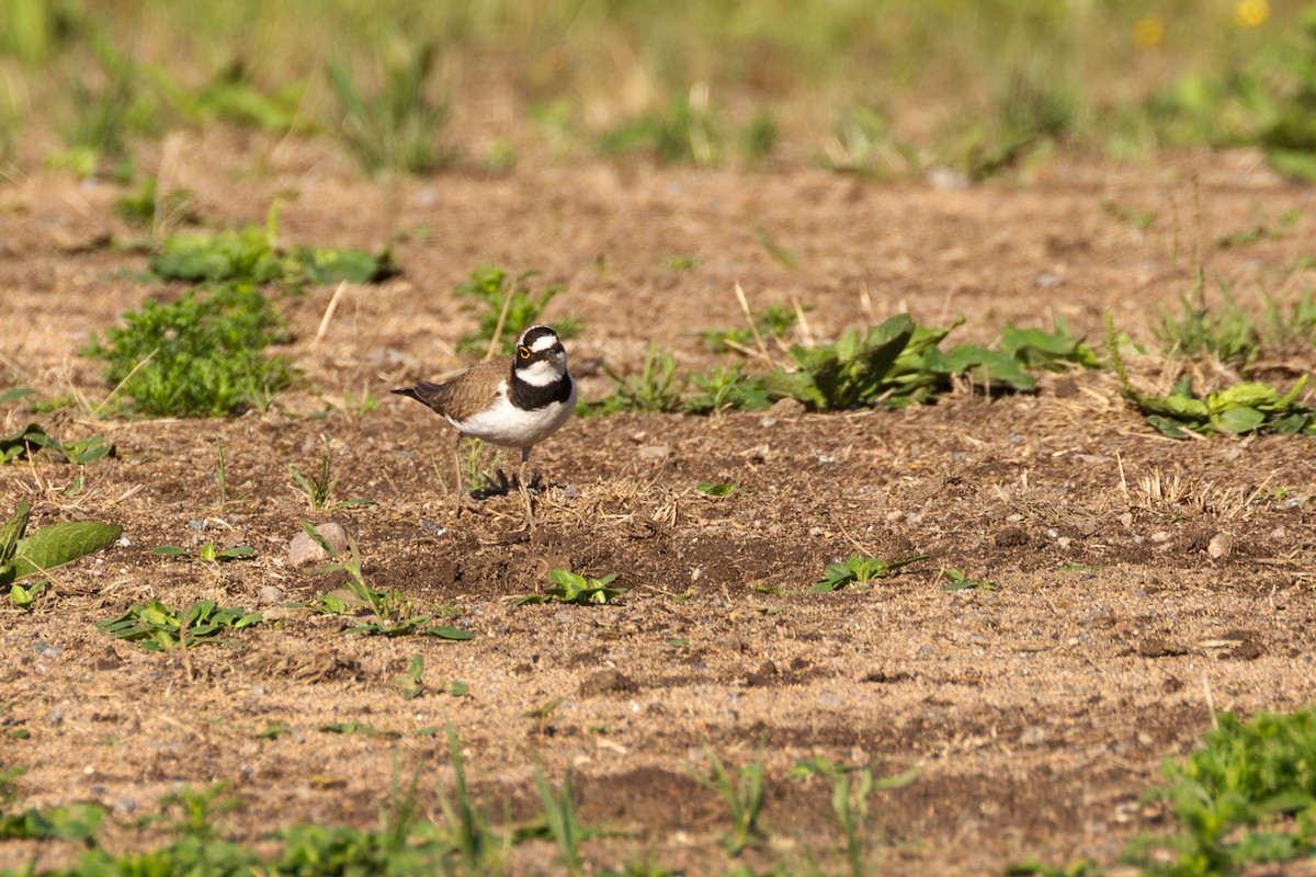 小環頸鴴 - ML620130340