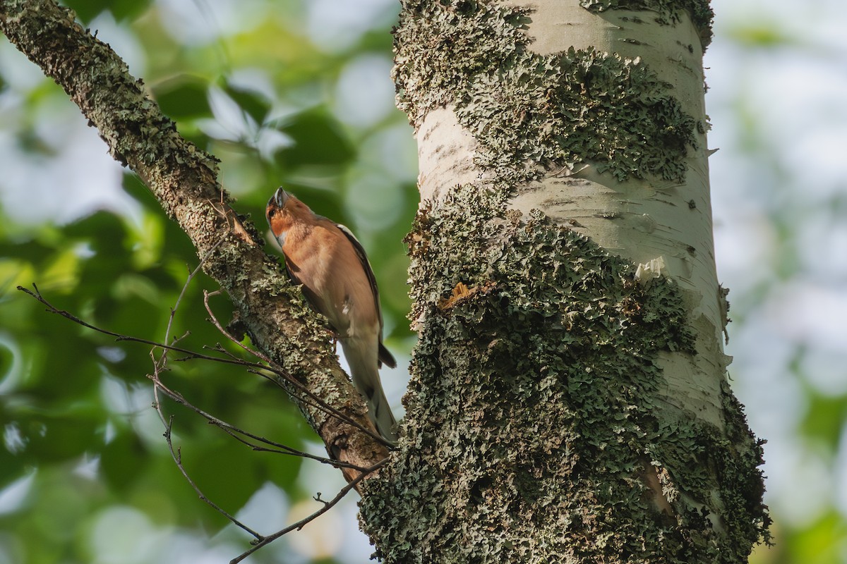 Common Chaffinch - ML620130343