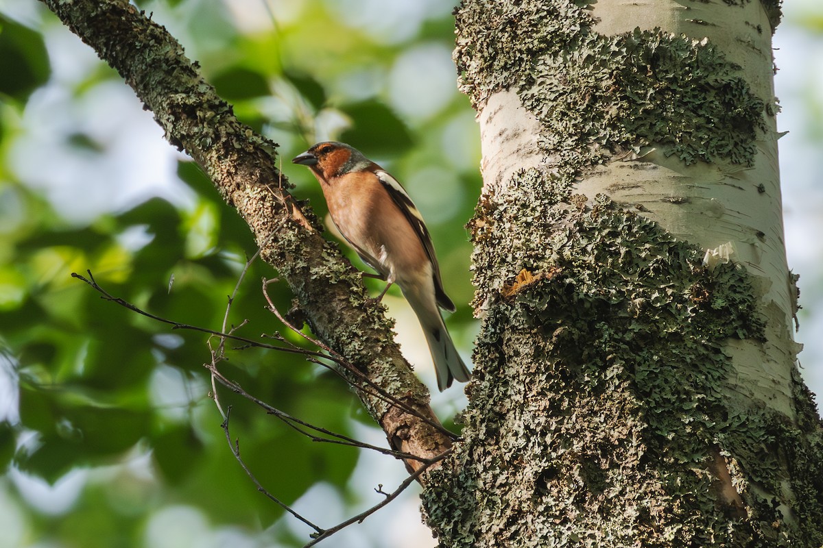 Common Chaffinch - ML620130344