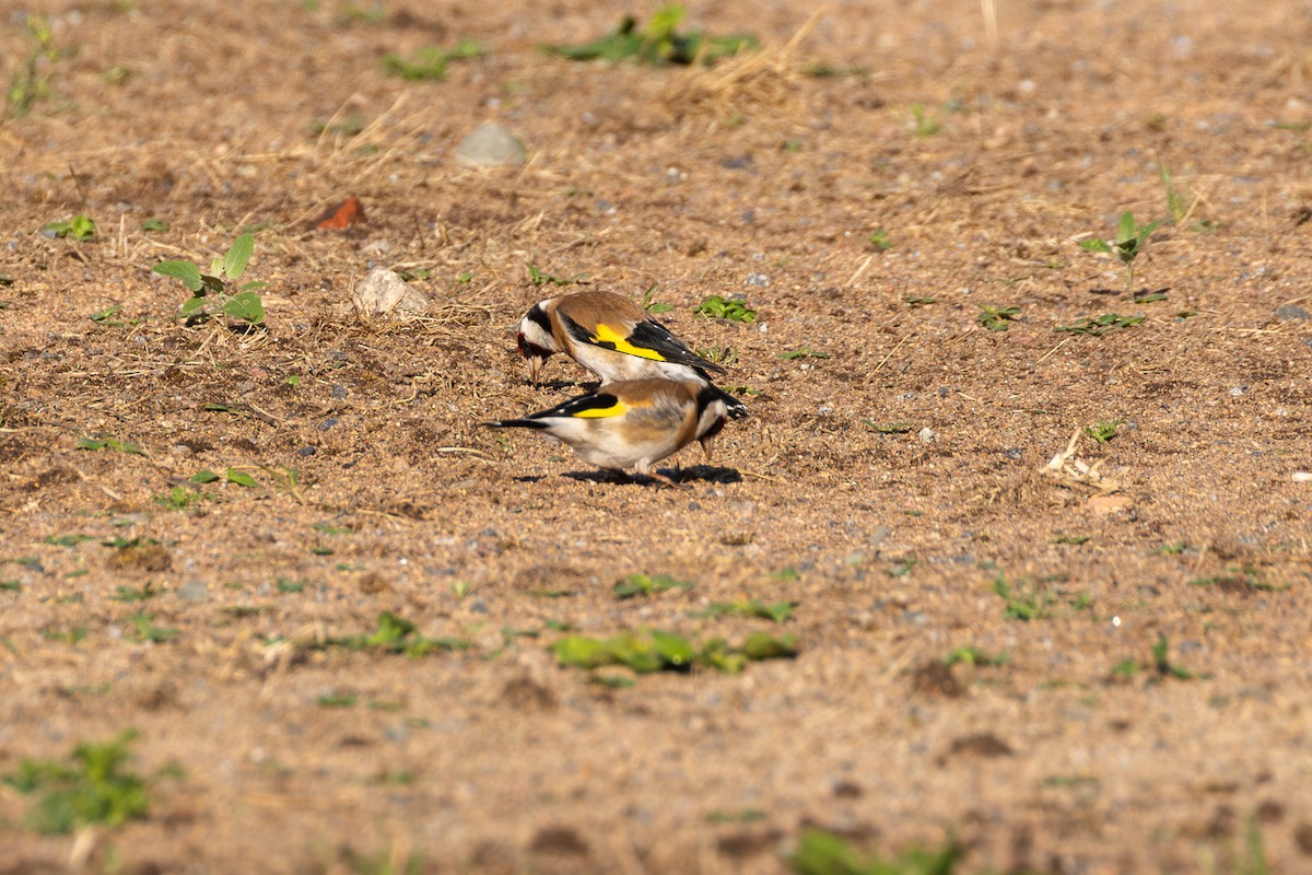 European Goldfinch (European) - ML620130346