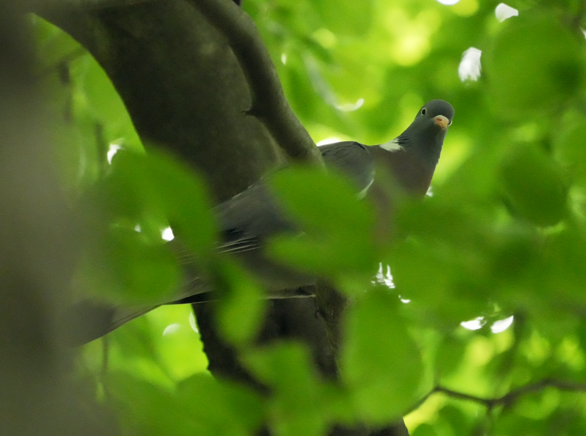 Common Wood-Pigeon - ML620130358