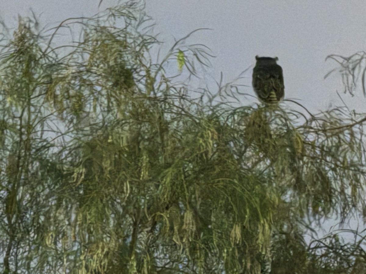 Great Horned Owl - ML620130379