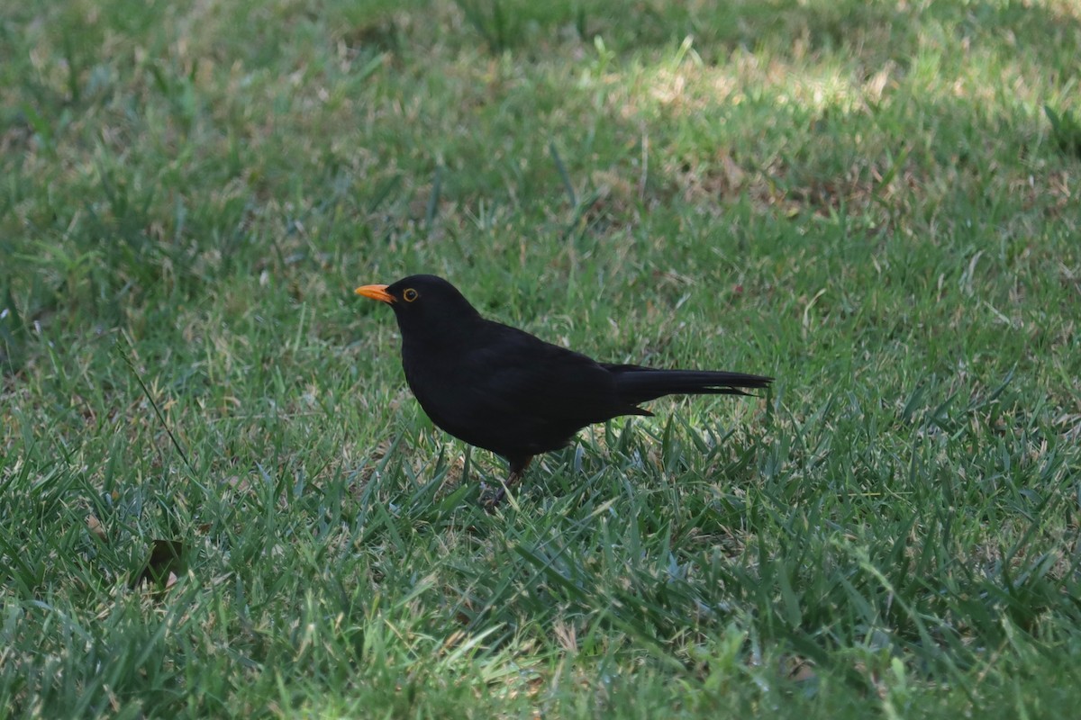 Eurasian Blackbird - ML620130382