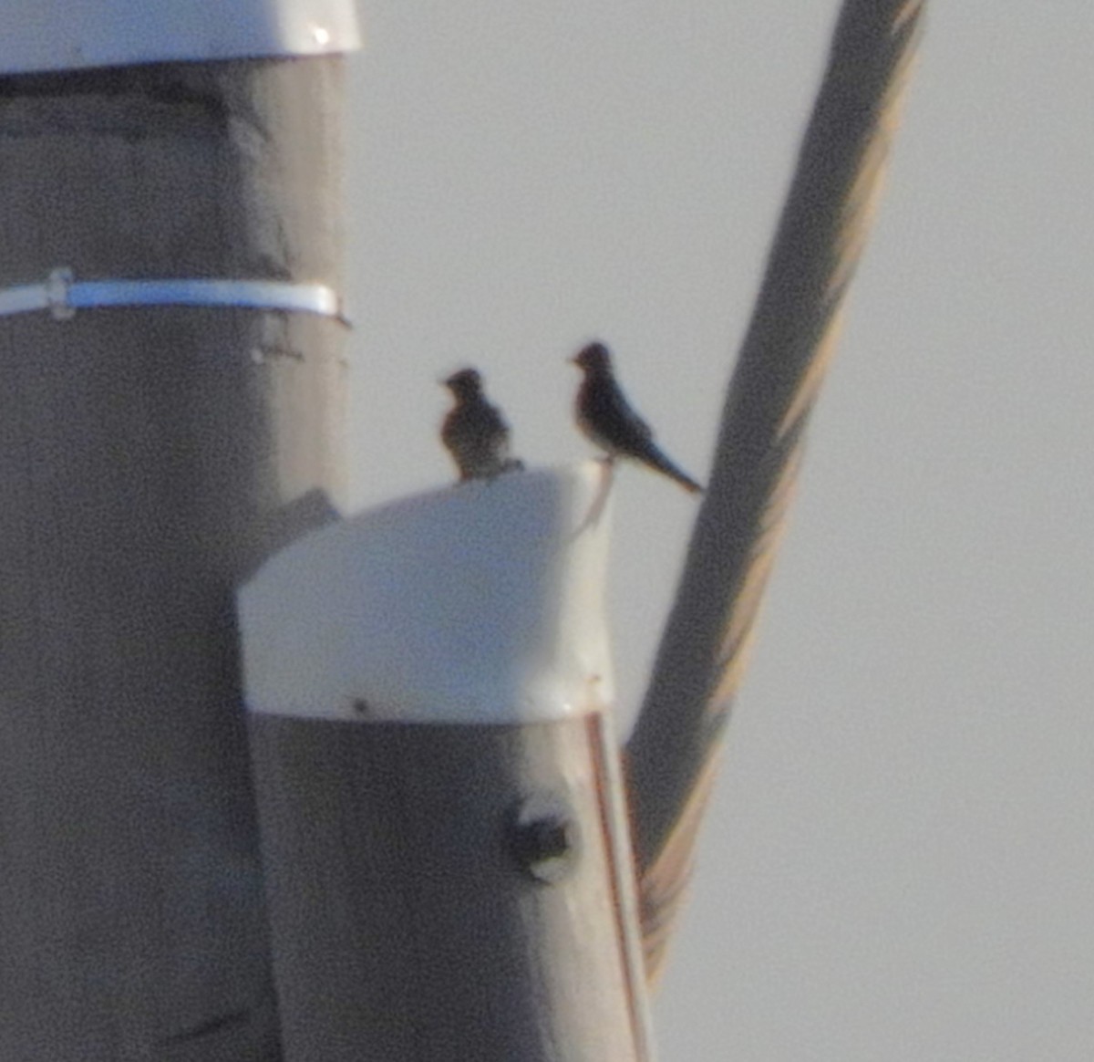 Barn Swallow - ML620130395