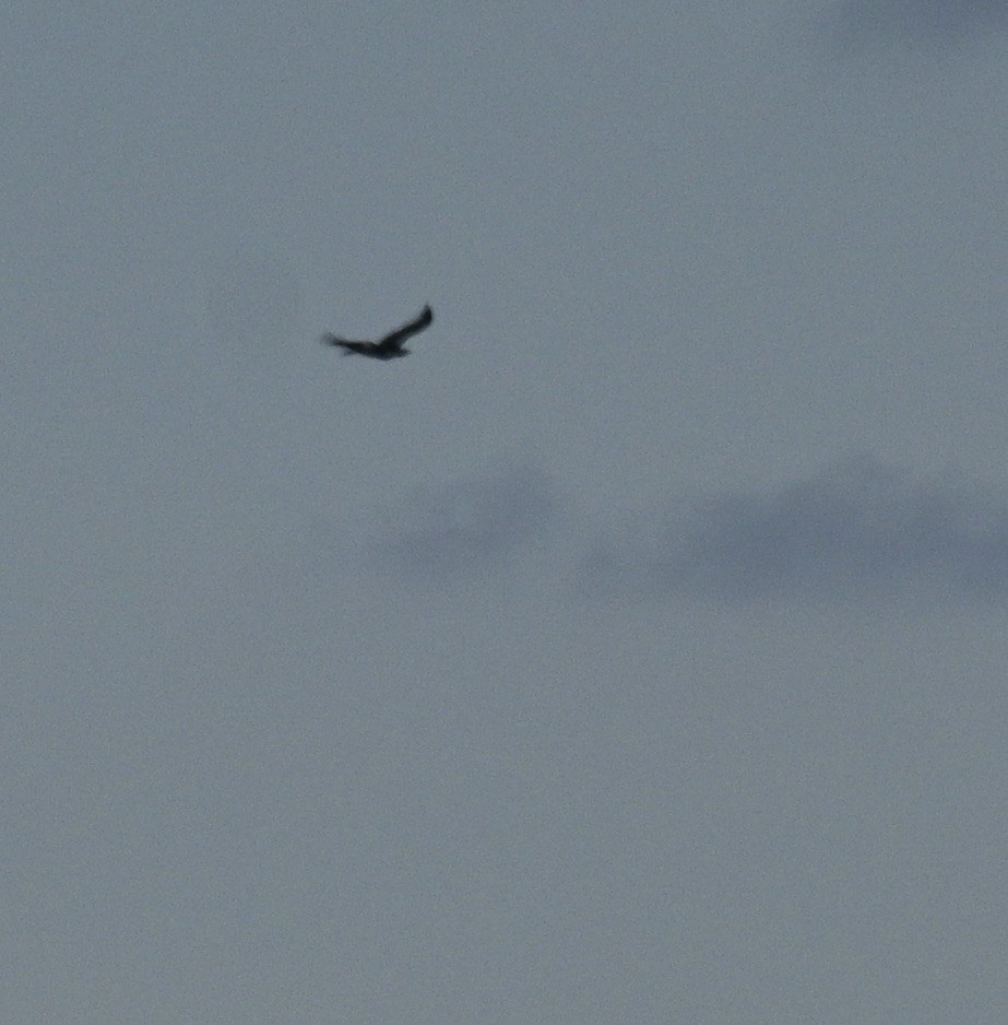 Wedge-tailed Eagle - ML620130415