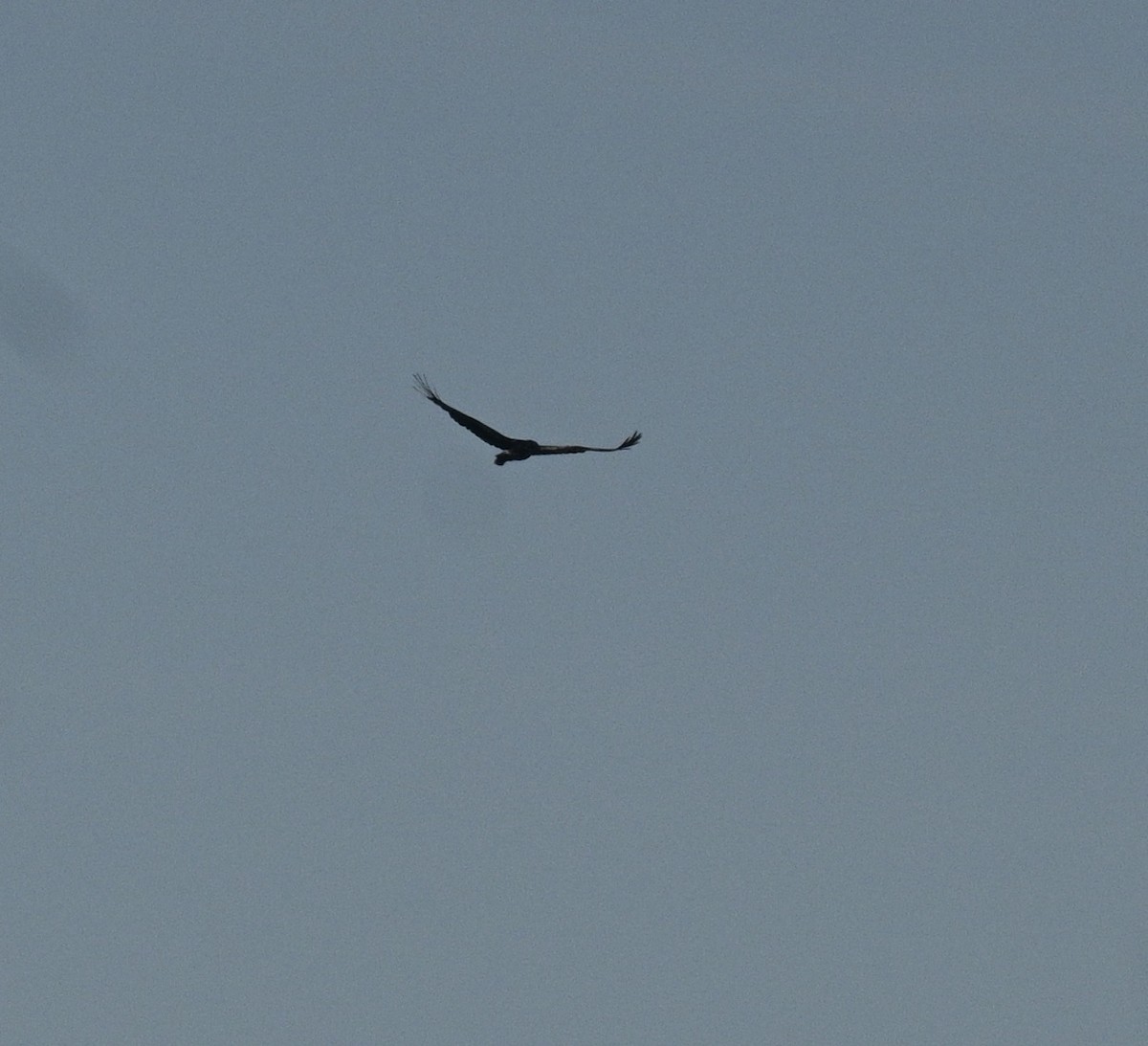Клинохвостый орёл - ML620130416