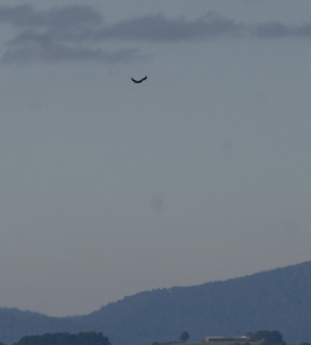 Wedge-tailed Eagle - ML620130417