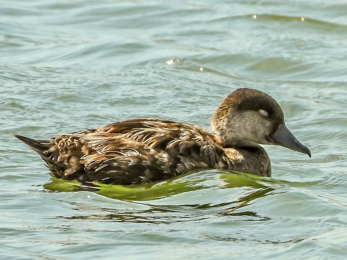 Black Scoter - ML620130421