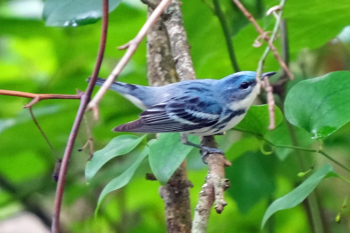 Cerulean Warbler - ML620130435