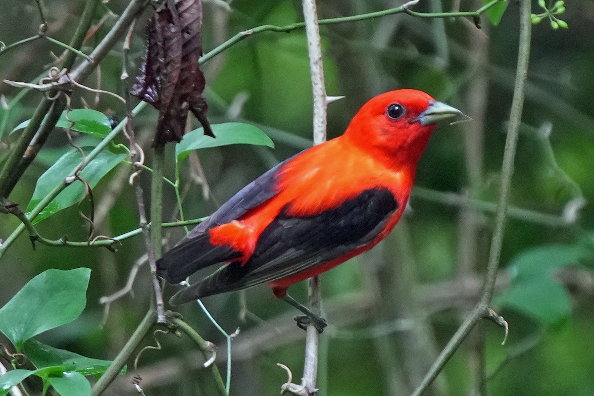 Scarlet Tanager - ML620130451