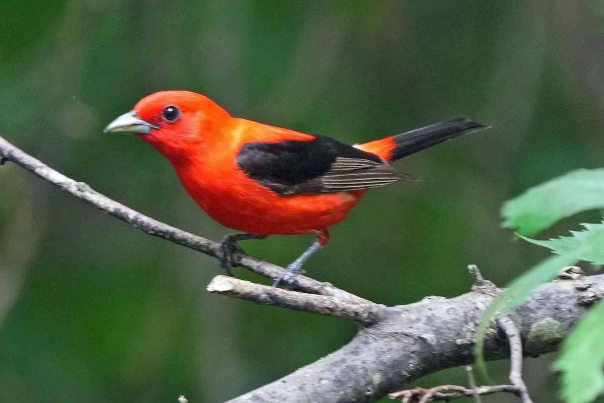 Scarlet Tanager - ML620130452
