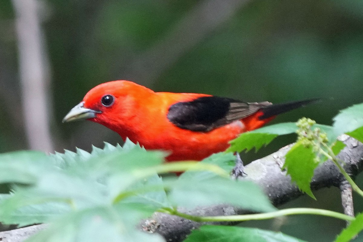 Scarlet Tanager - ML620130453