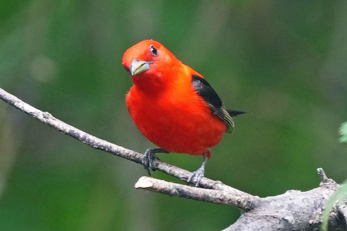 Scarlet Tanager - ML620130454