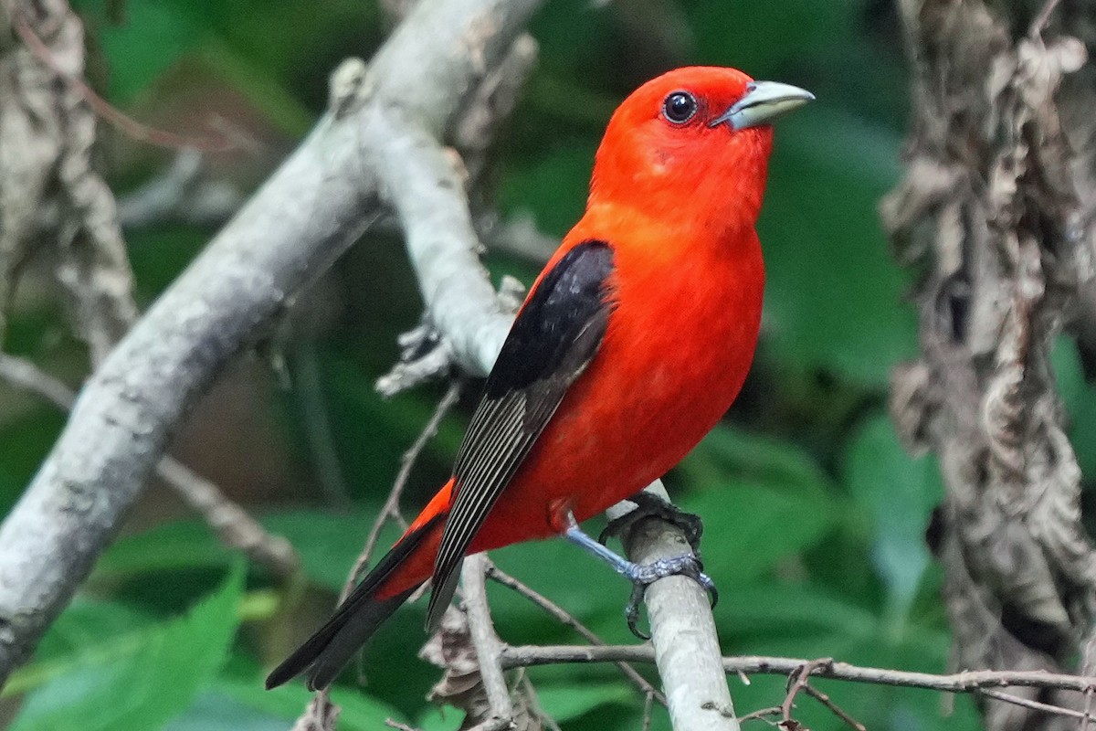 Scarlet Tanager - ML620130455