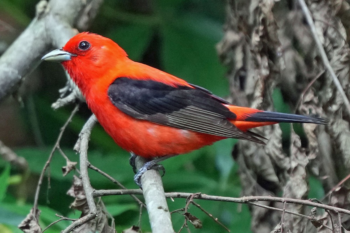 Scarlet Tanager - ML620130456