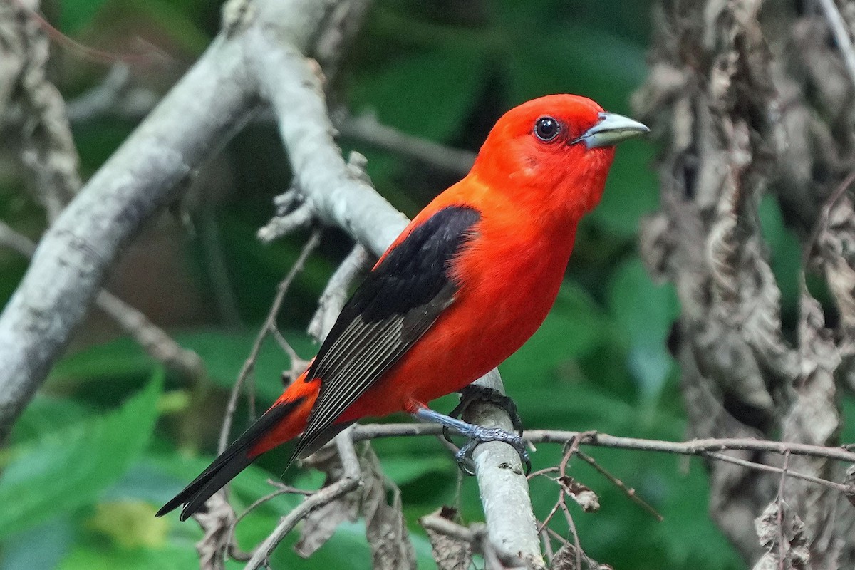 Scarlet Tanager - ML620130457