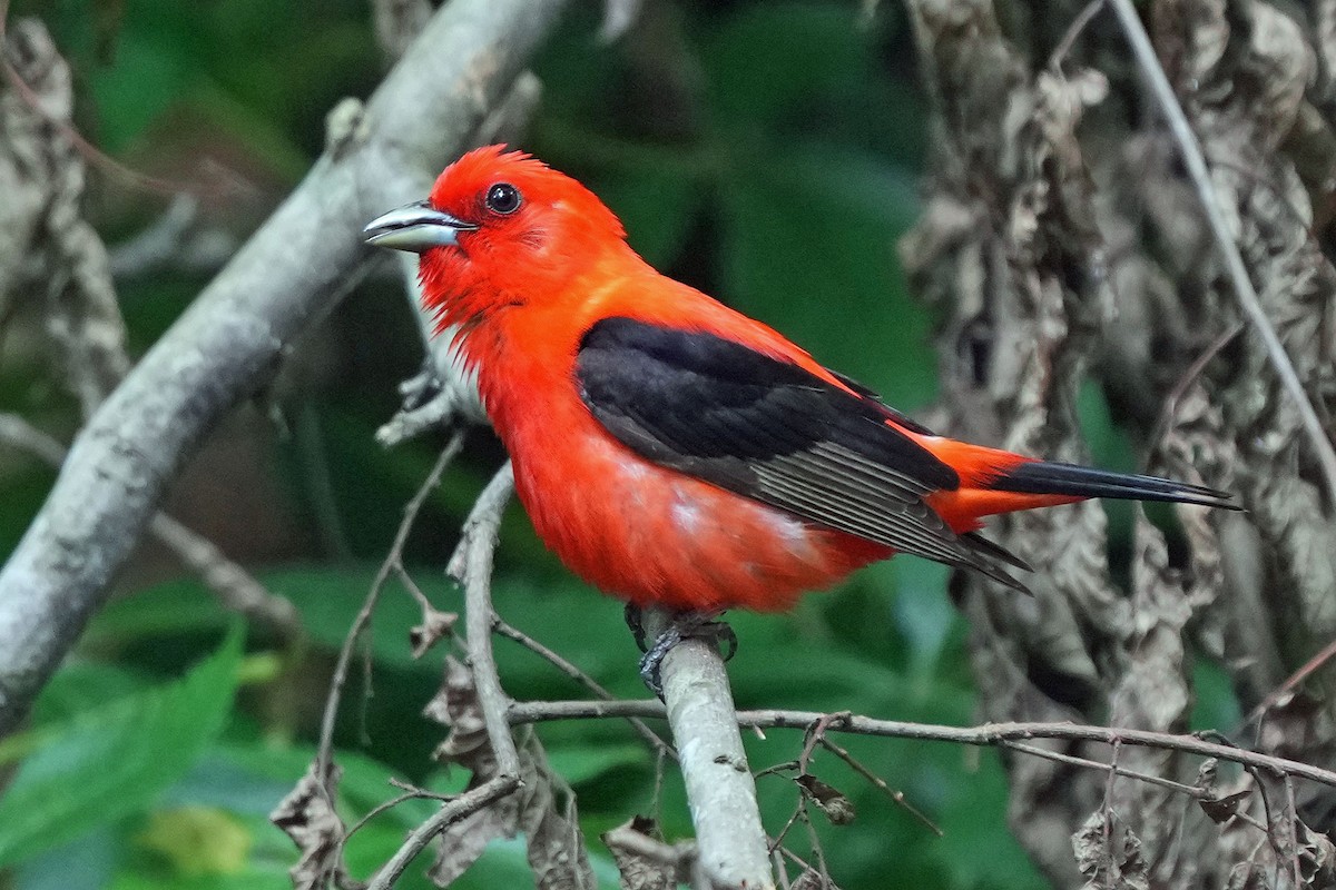 Scarlet Tanager - ML620130458