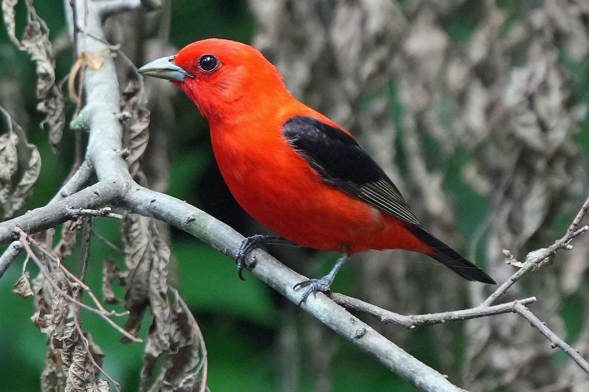 Scarlet Tanager - ML620130459