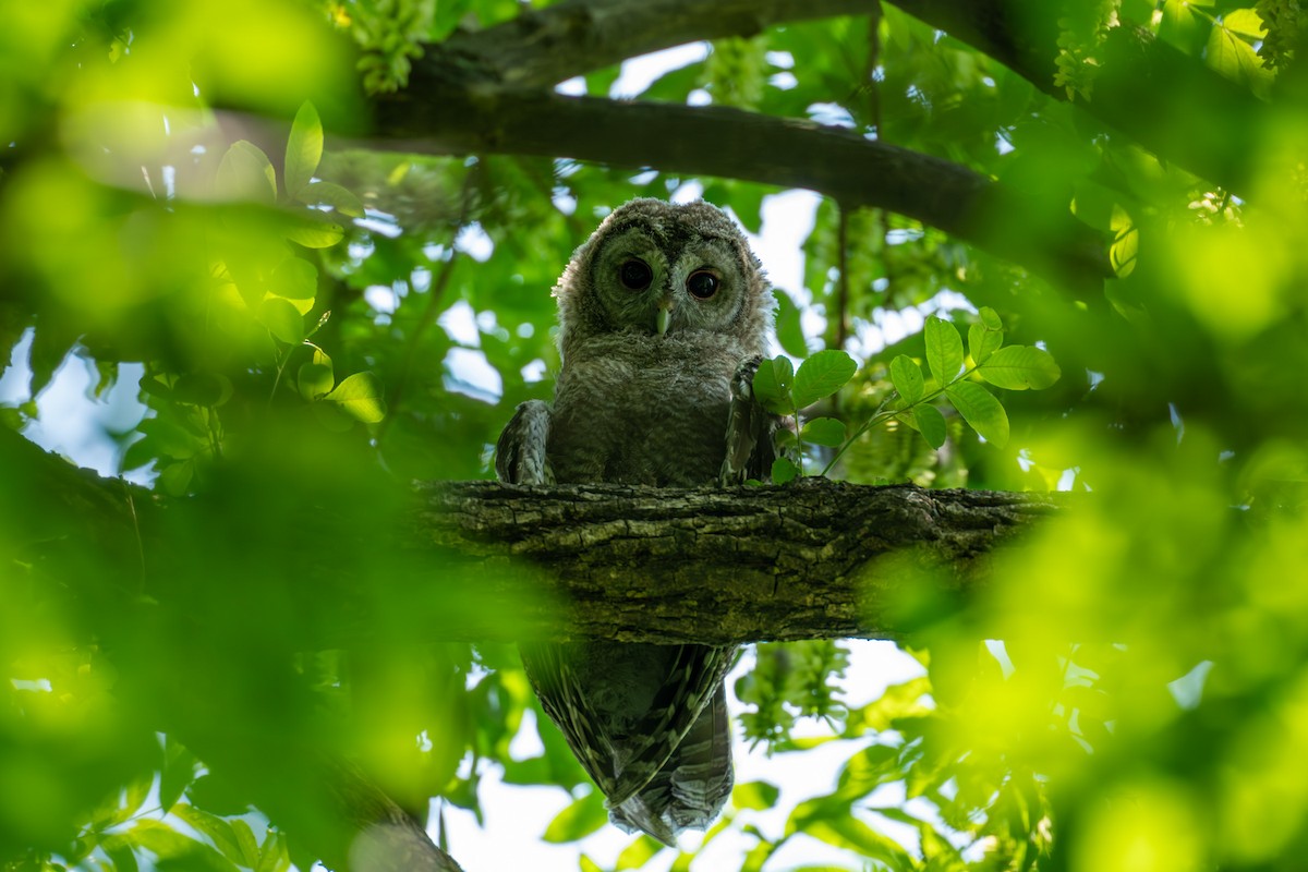 Himalayan Owl - ML620130461