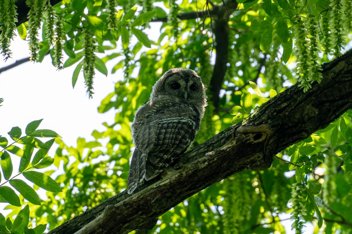 Himalayan Owl - ML620130463