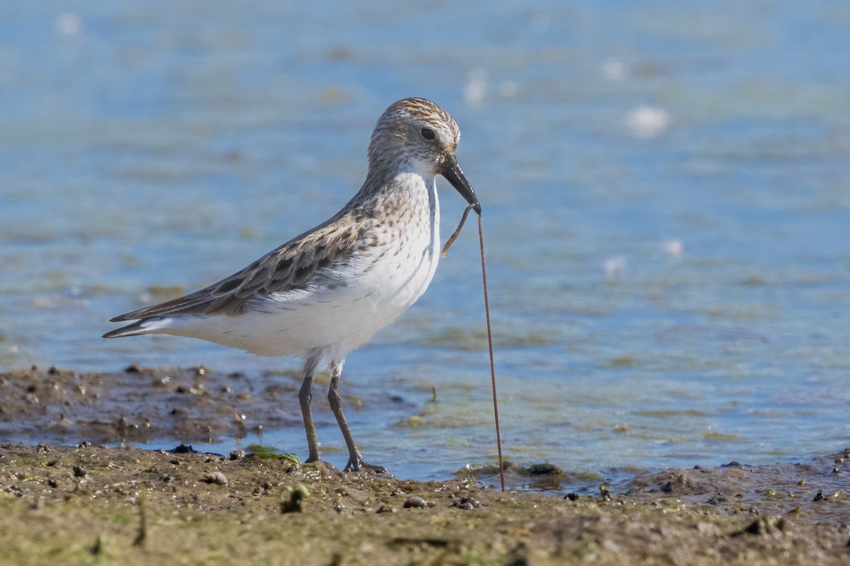 Semipalmated Sandpiper - Brad Reinhardt
