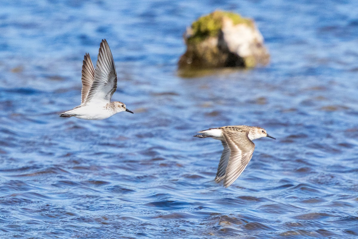 Semipalmated Sandpiper - ML620130467