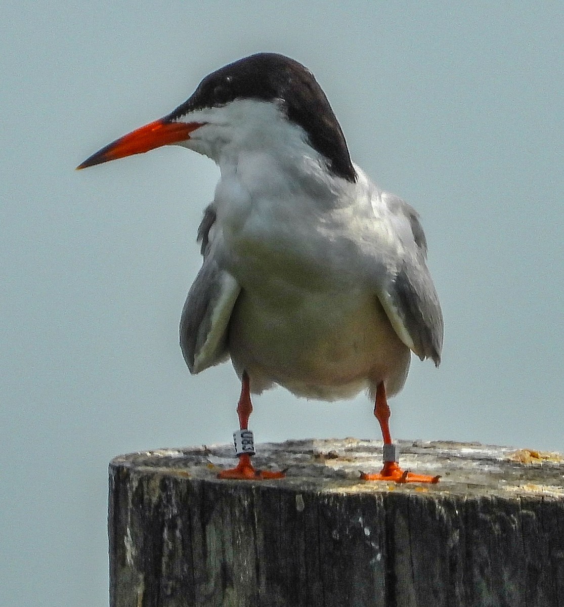 Common Tern - ML620130468