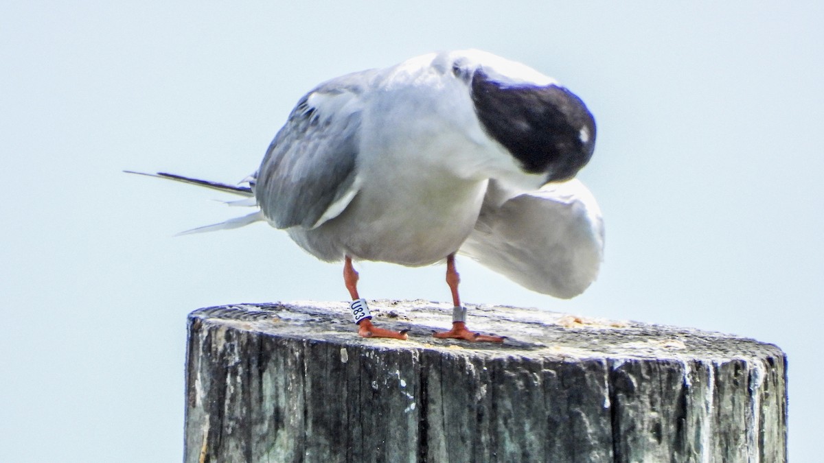 Common Tern - ML620130469