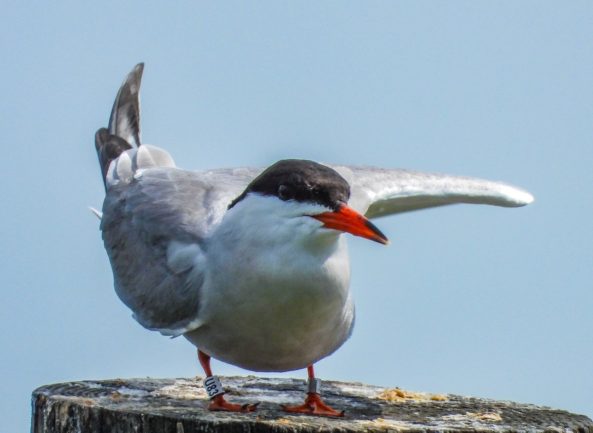 Common Tern - ML620130470