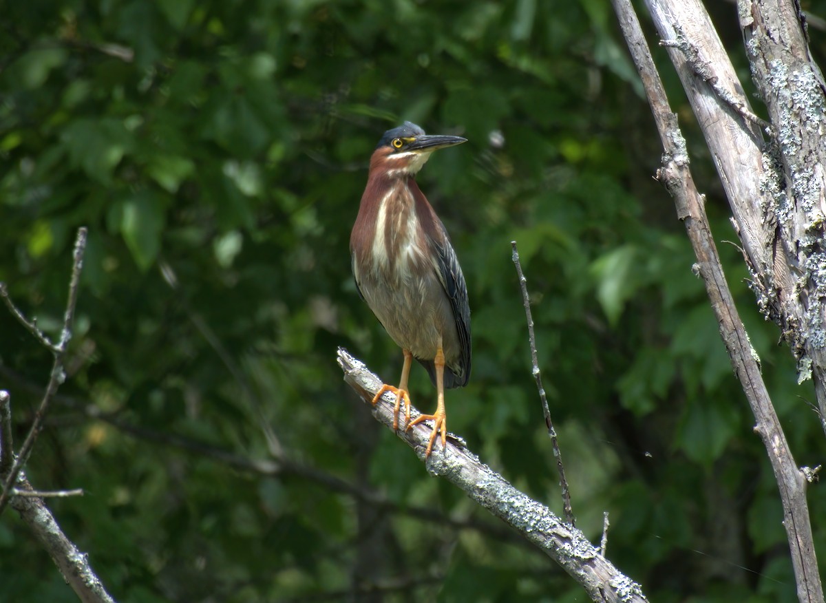 Green Heron - ML620130482