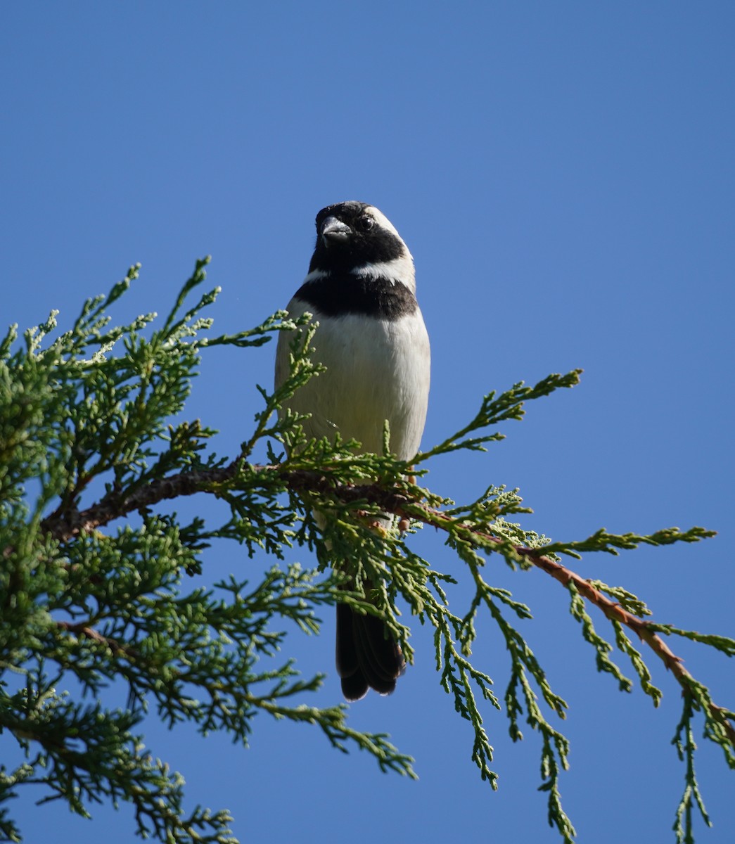 Cape Sparrow - Sarah Foote