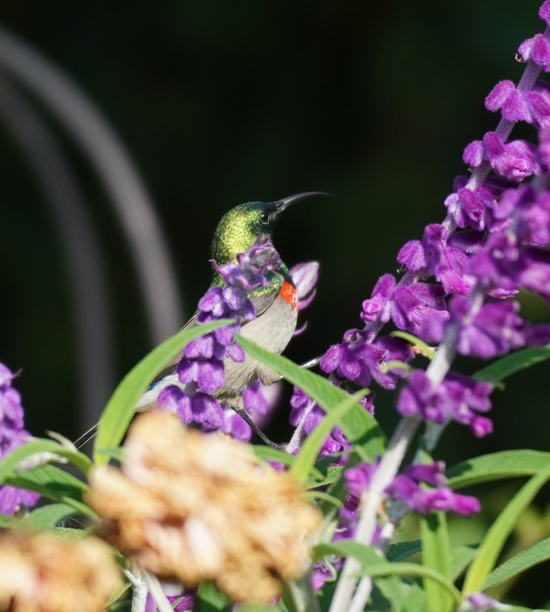 Southern Double-collared Sunbird - ML620130498