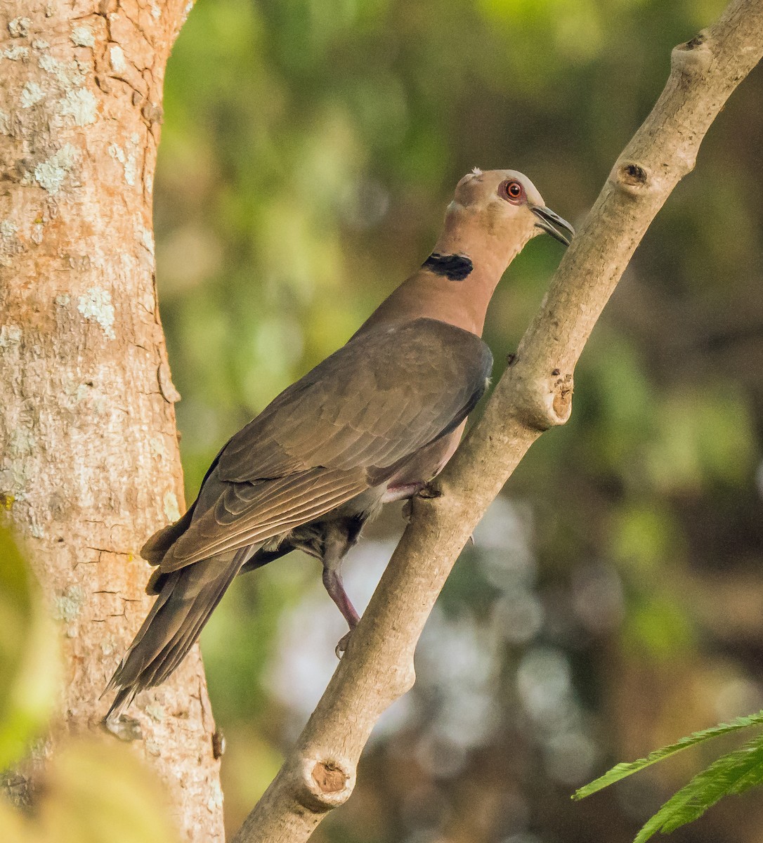 Red-eyed Dove - ML620130510