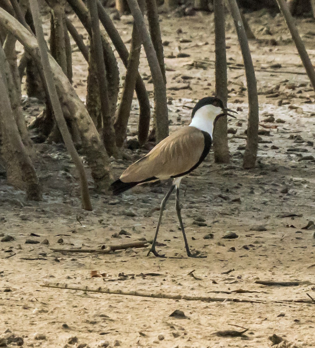 Spur-winged Lapwing - ML620130514