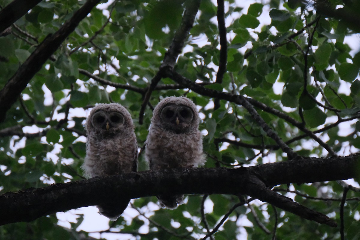 Barred Owl - ML620130518