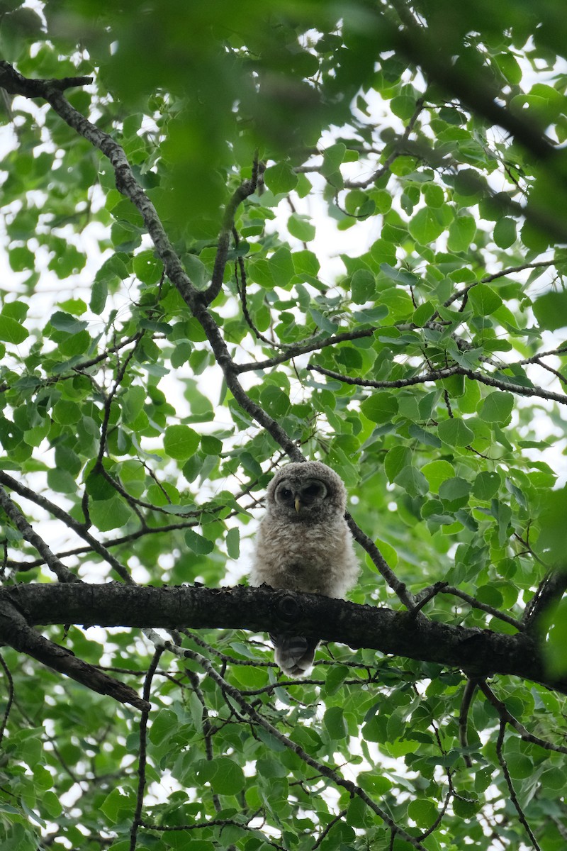 Barred Owl - ML620130519