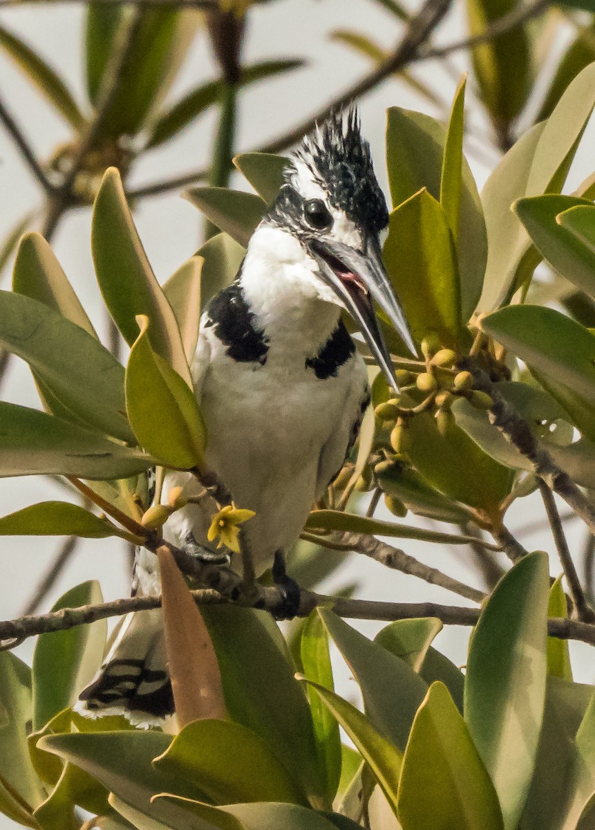 Pied Kingfisher - ML620130522